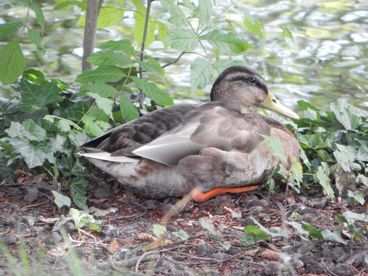 Mallard - ML640232684