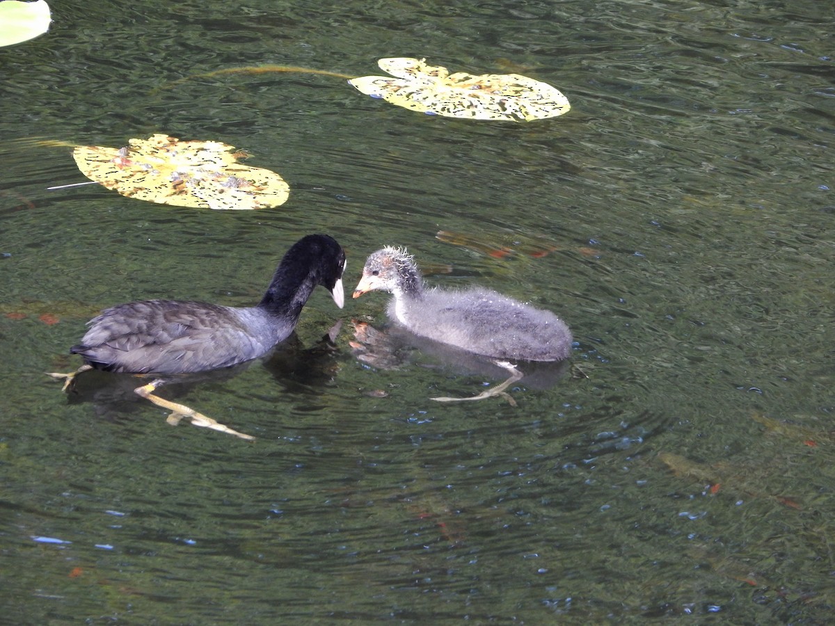 Eurasian Coot - ML640232701