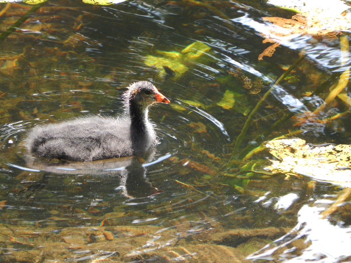 Eurasian Coot - ML640232716
