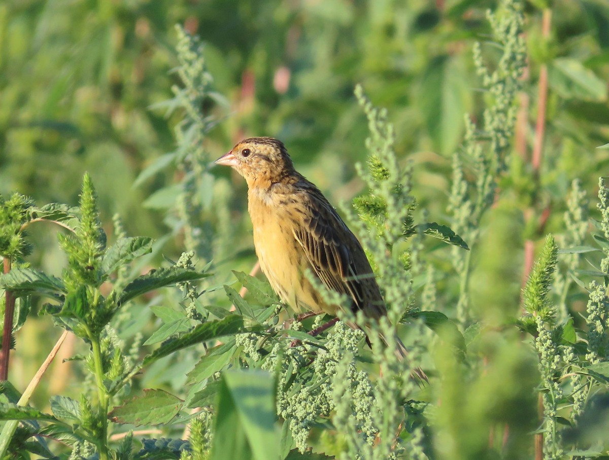 Bobolink - ML640232733
