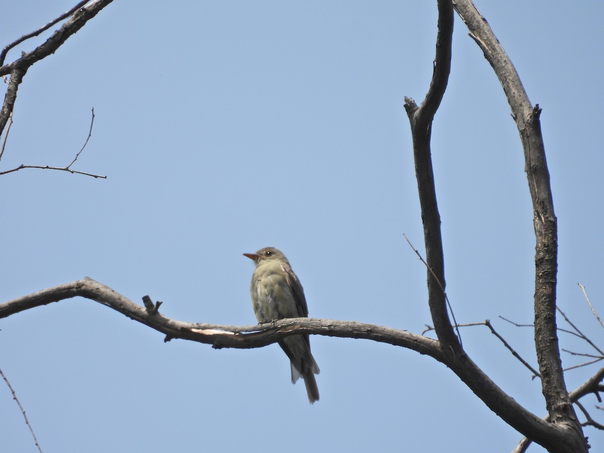 Greater Pewee - ML640232738