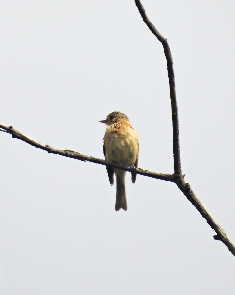 Buff-breasted Flycatcher - ML640232747