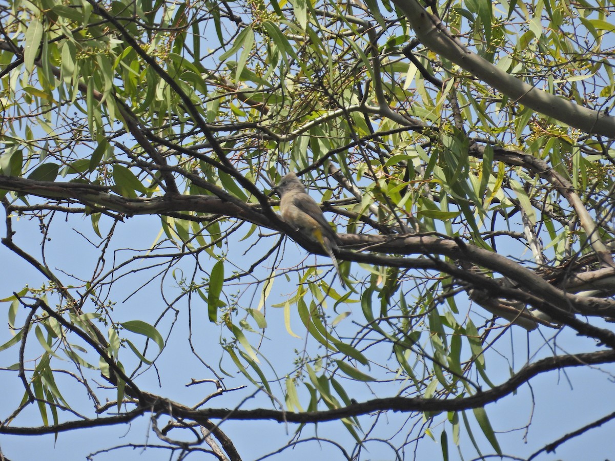 Gray Silky-flycatcher - ML640232773