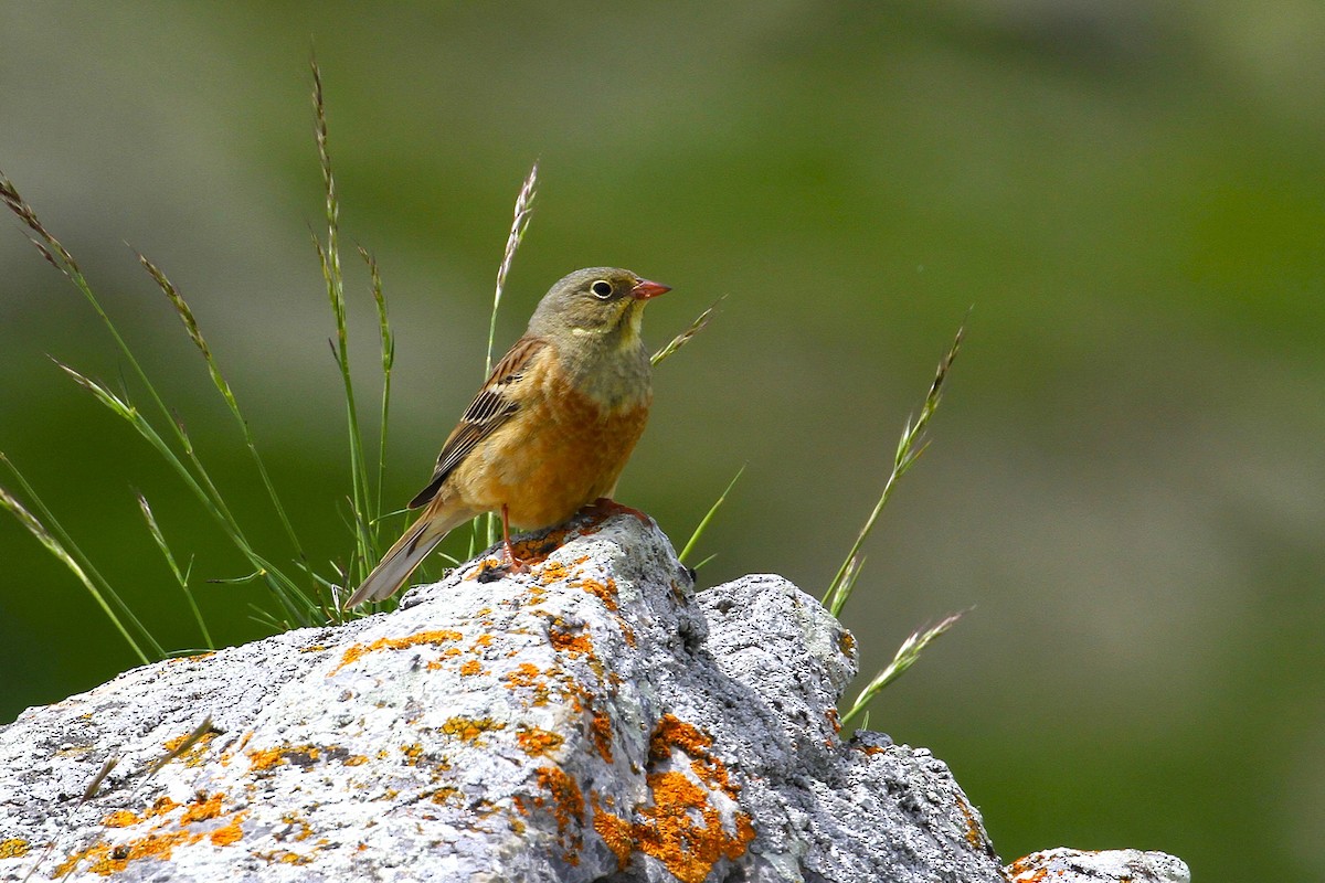 圃鵐 - ML640232782