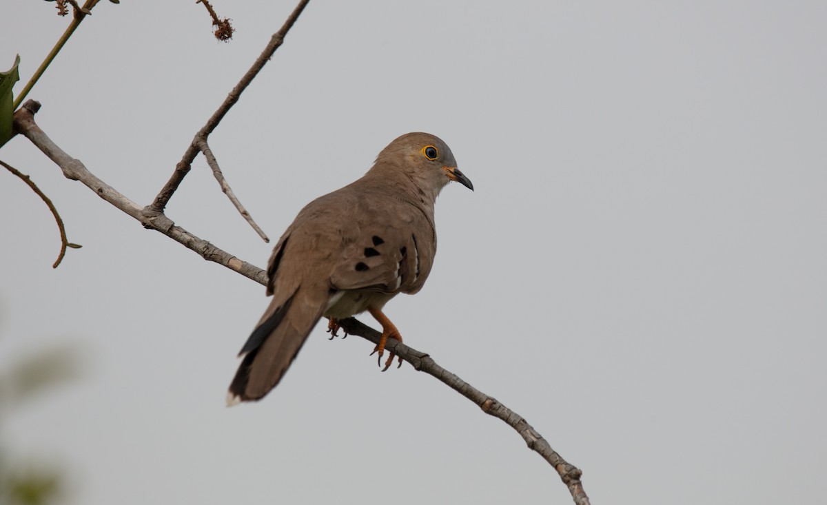 Long-tailed Ground Dove - ML640232787