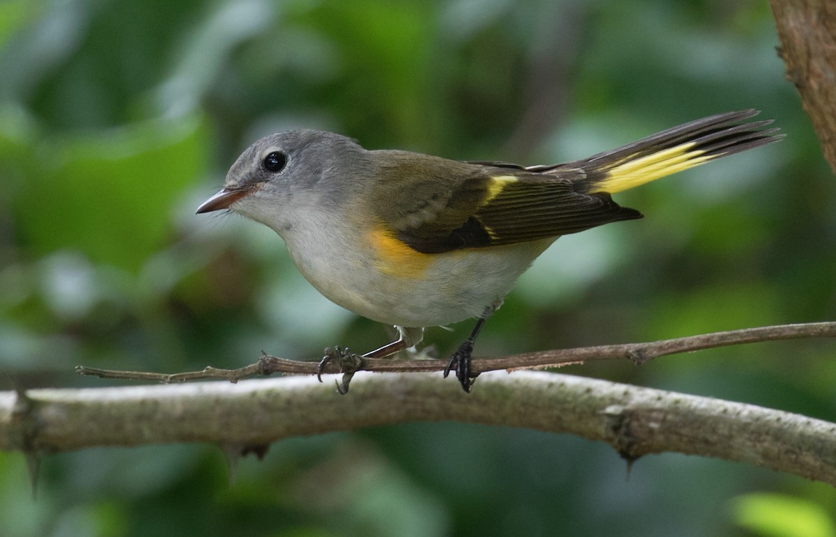 rødstjertparula - ML640232842