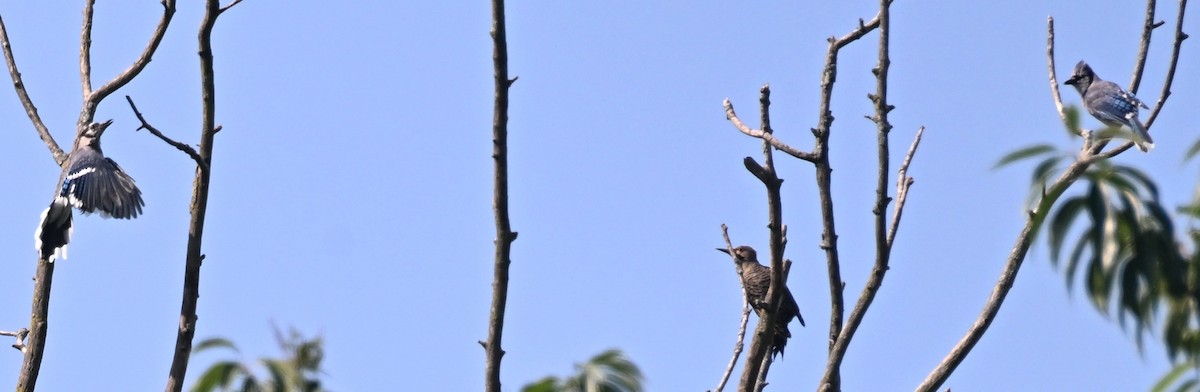 Northern Flicker - ML640232847