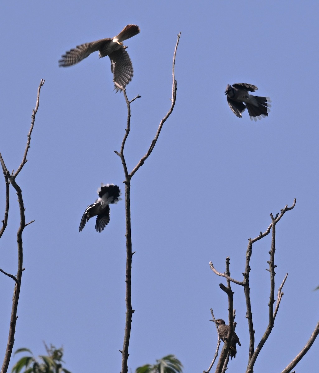 Northern Flicker - ML640232850