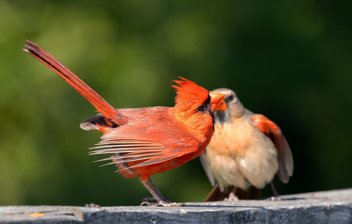 Northern Cardinal - ML640232853