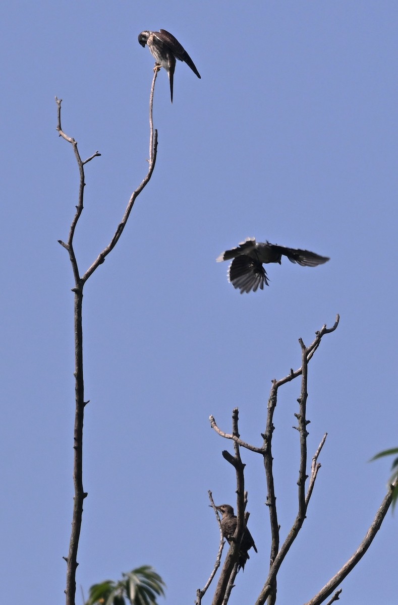 American Kestrel - ML640232854