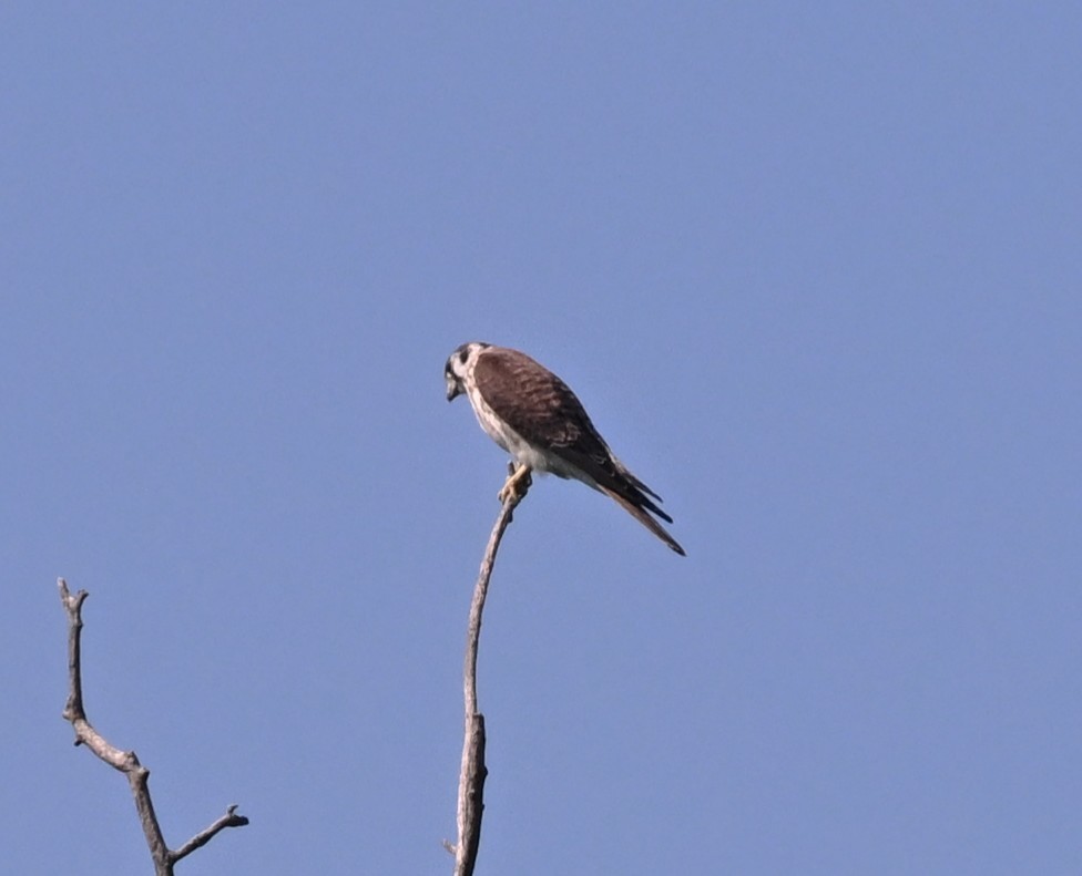 American Kestrel - ML640232857