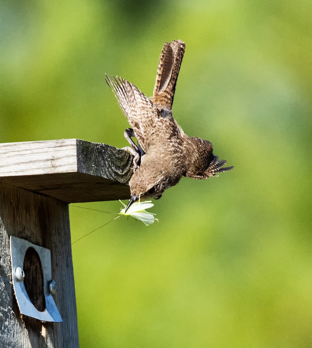 Northern House Wren - ML640232864