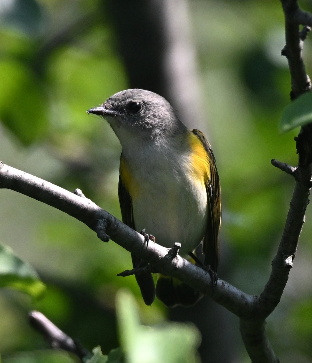 American Redstart - ML640232880