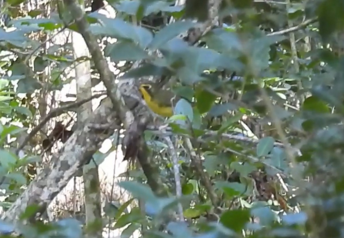 Kentucky Warbler - ML640232883