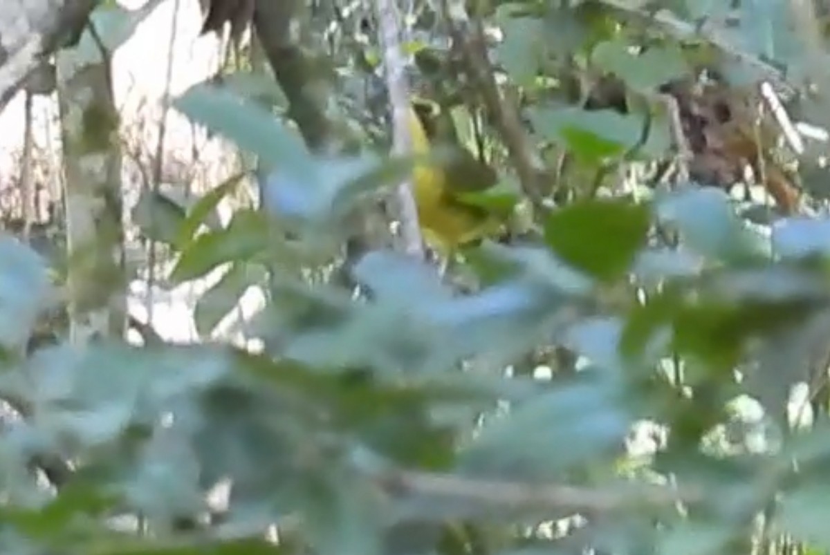 Kentucky Warbler - ML640232884