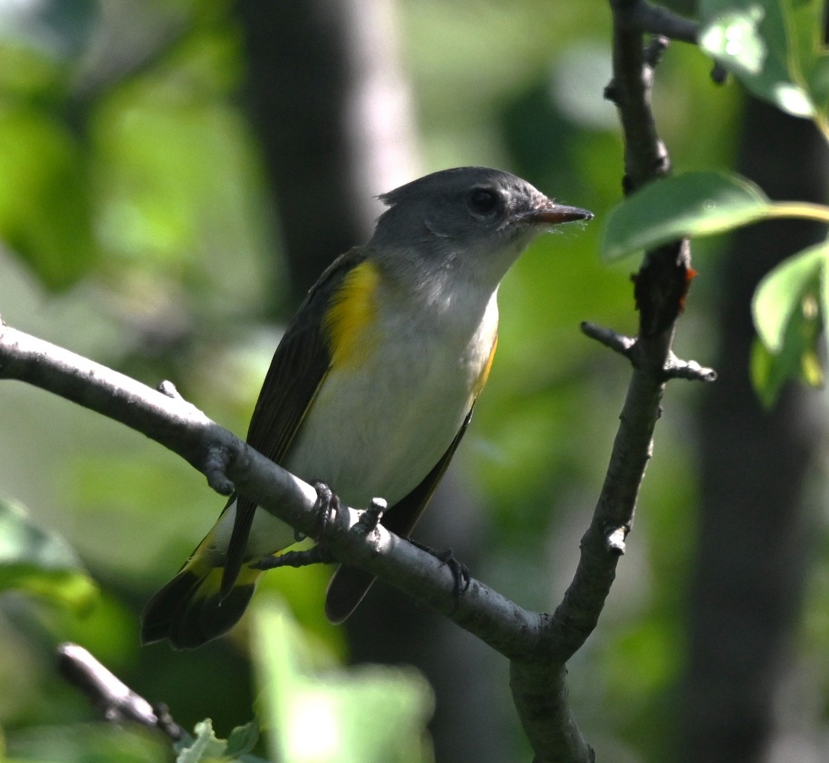 American Redstart - ML640232885