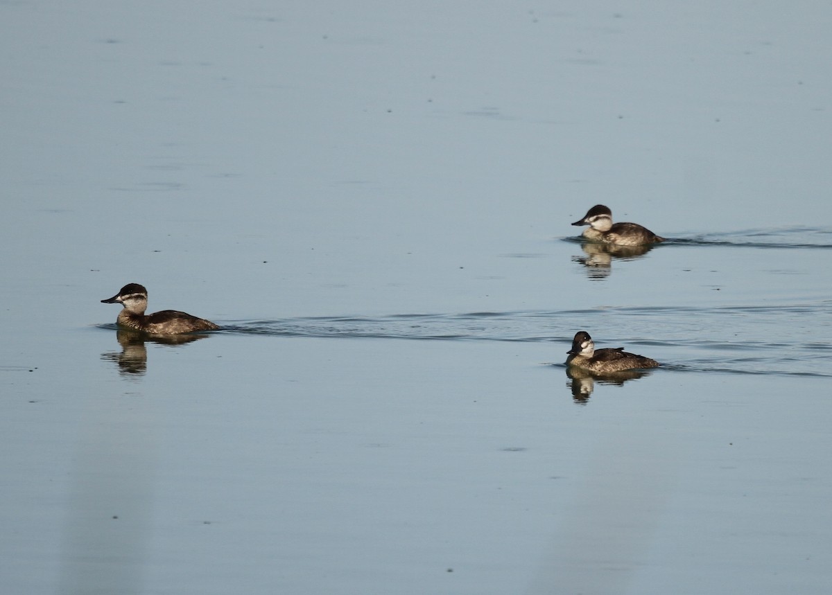 Ruddy Duck - ML640232929