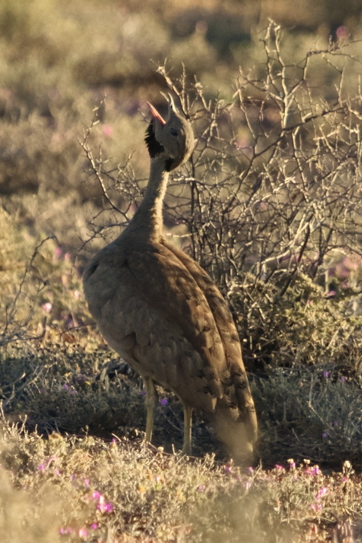 Karoo Bustard - ML640232935