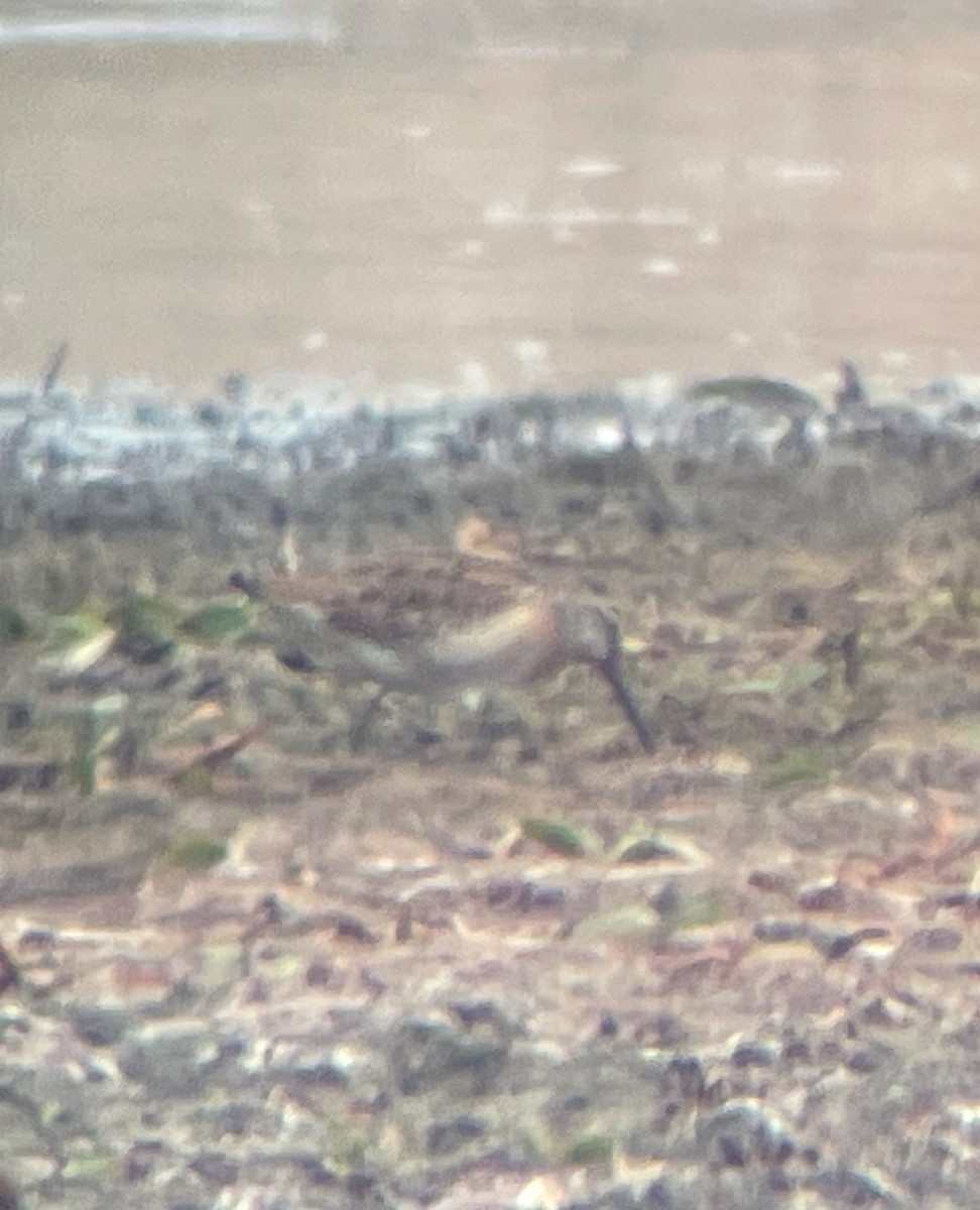 Short-billed Dowitcher - ML640232956