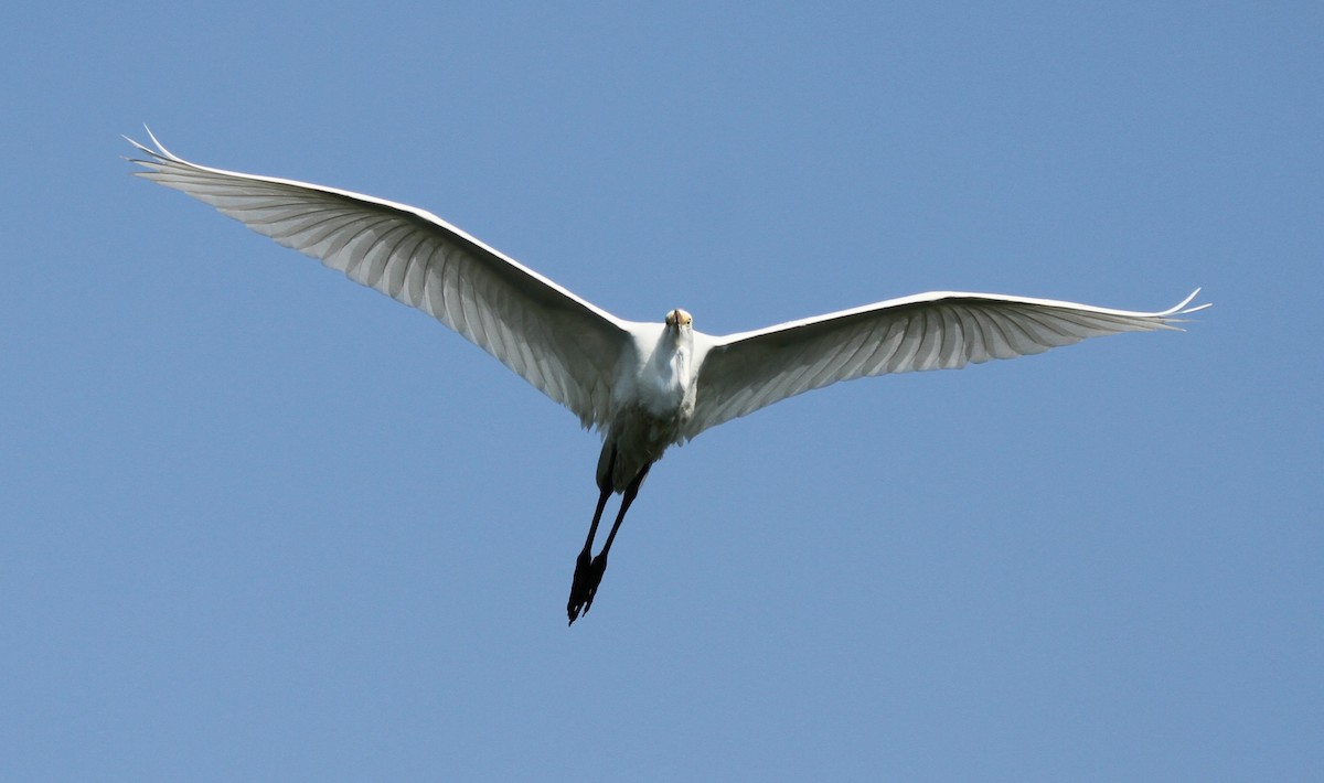 Great Egret - ML640232957