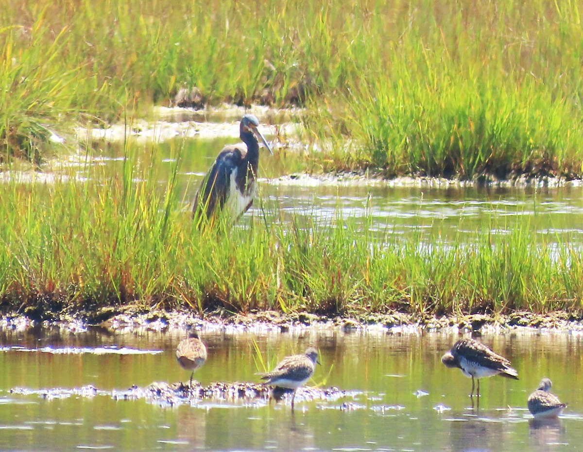 Tricolored Heron - ML640232974