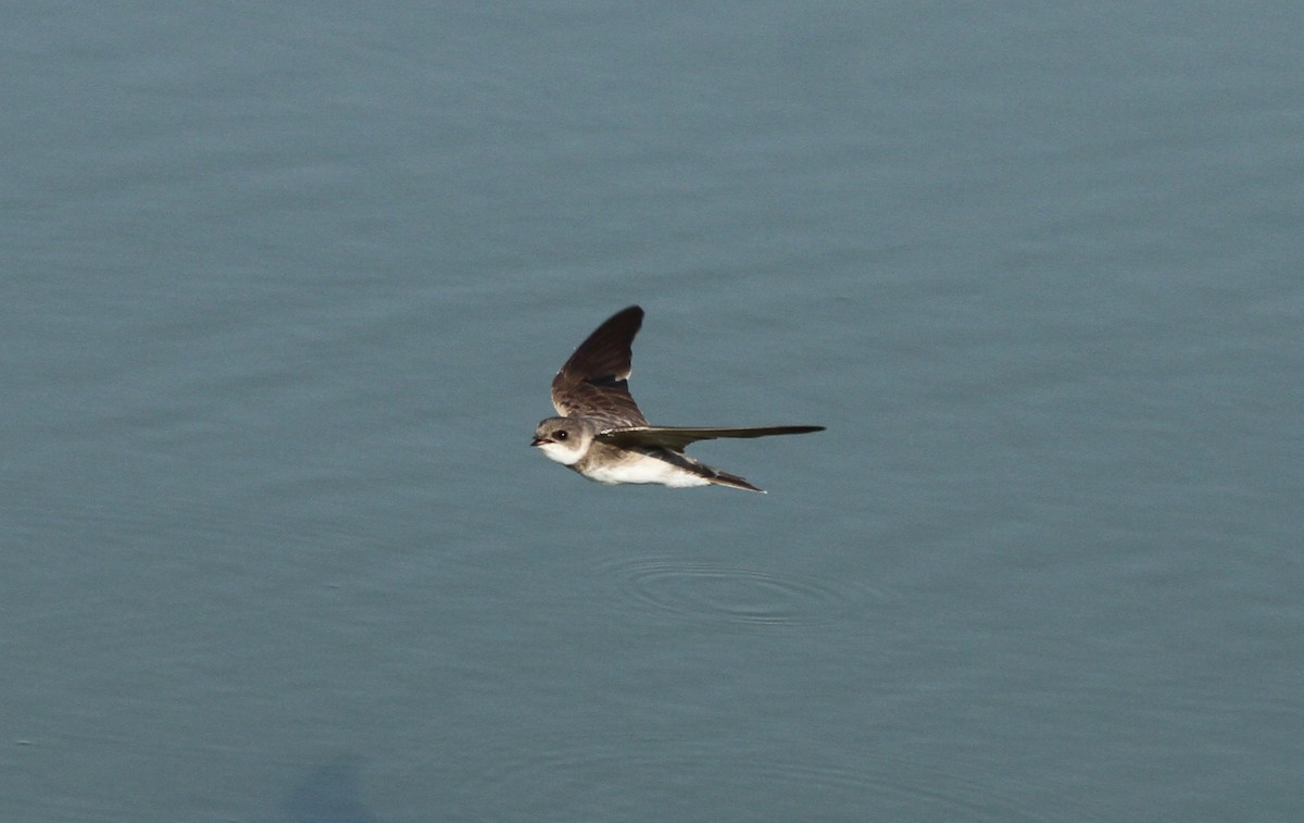 Bank Swallow - ML640232979