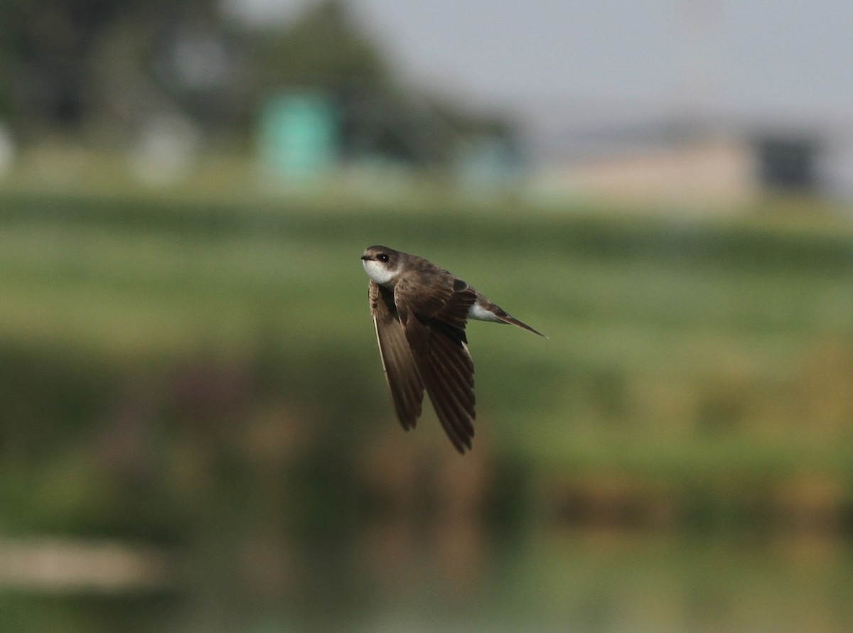 Bank Swallow - ML640232980