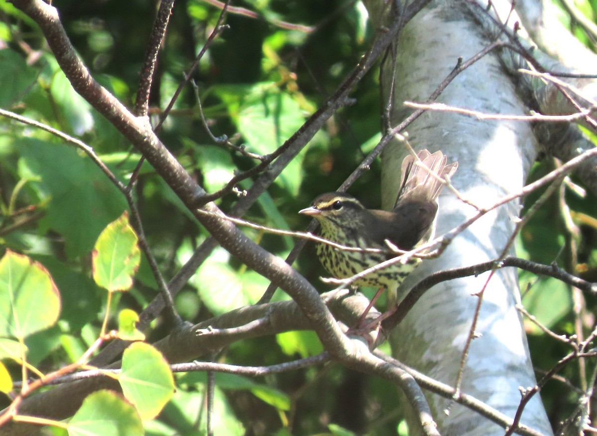 Northern Waterthrush - ML640232981