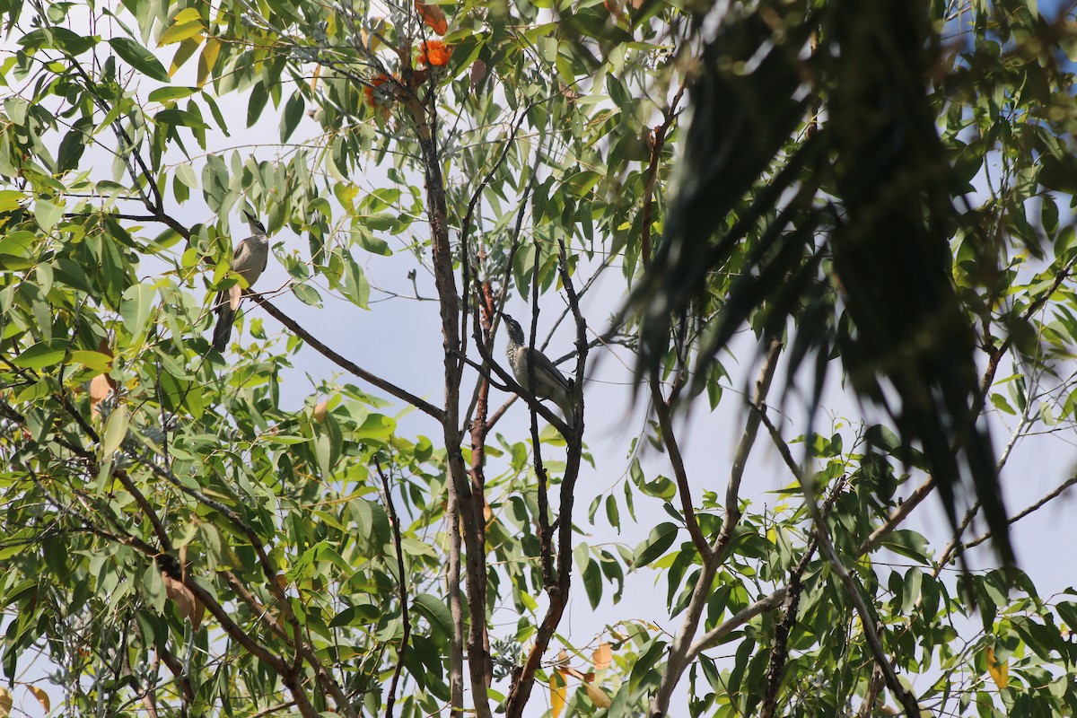 Silver-crowned Friarbird - ML640232994