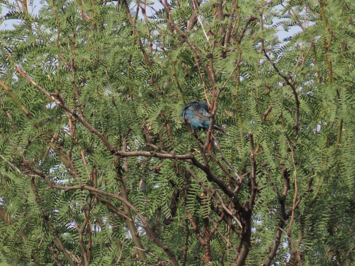 Indigo Bunting - ML640233007