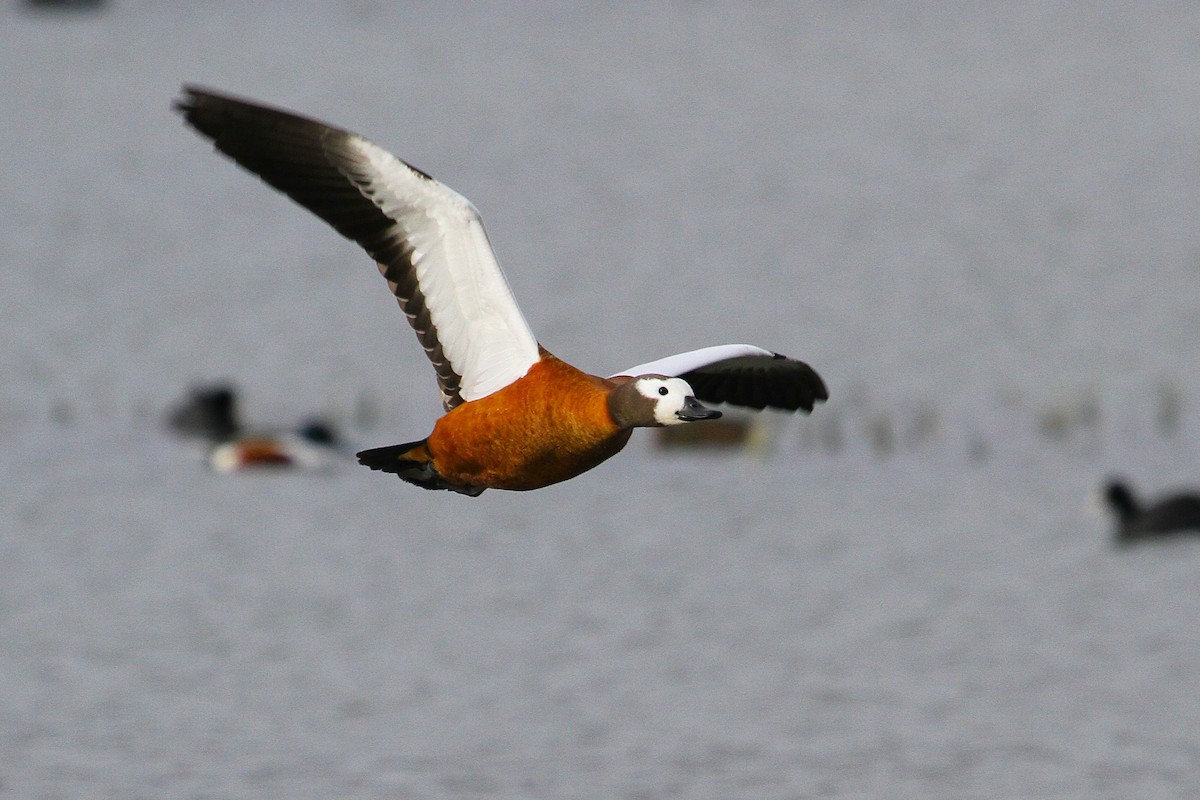 South African Shelduck - ML640233046