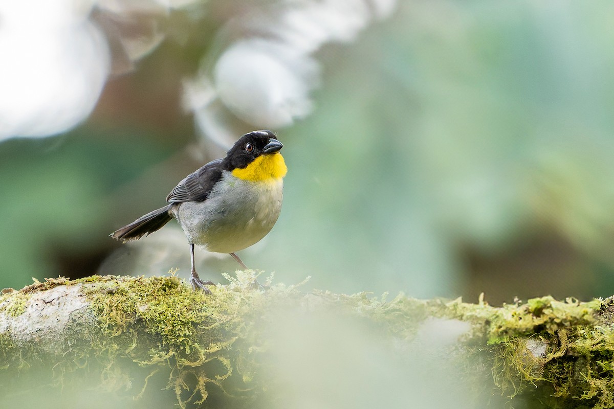 White-naped Brushfinch (Yellow-throated) - ML640233072