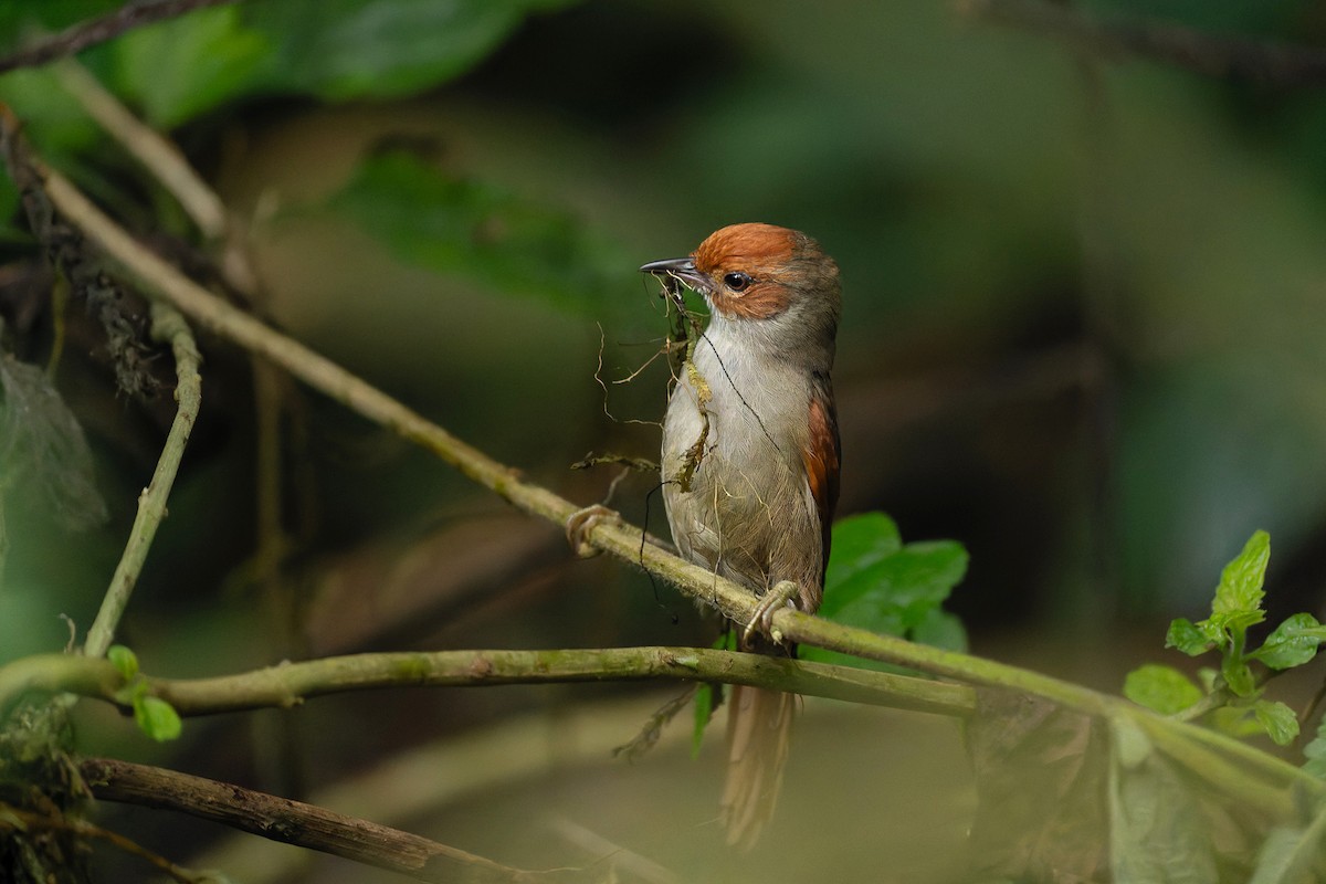 Red-faced Spinetail - ML640233080