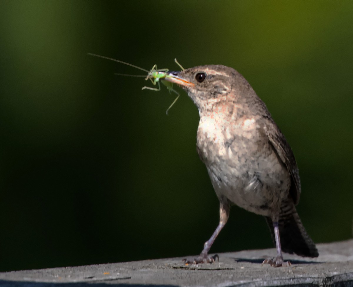 Northern House Wren - ML640233084