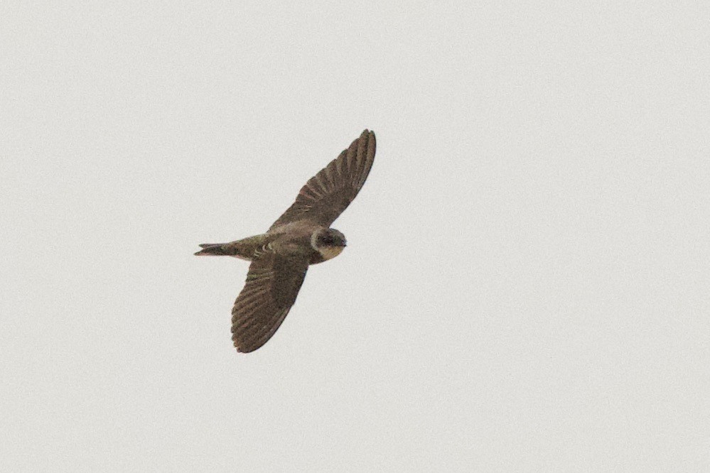 Bank Swallow - ML640233108