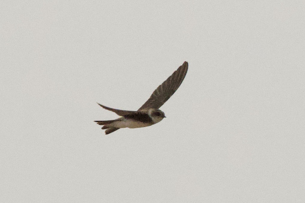 Bank Swallow - ML640233109