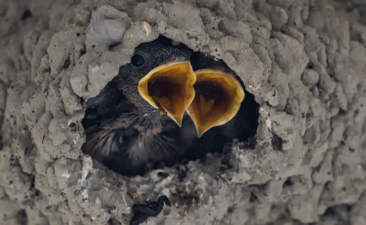 Cliff Swallow - ML640233139