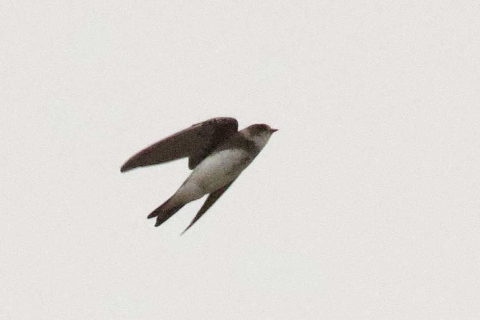 Bank Swallow - ML640233151