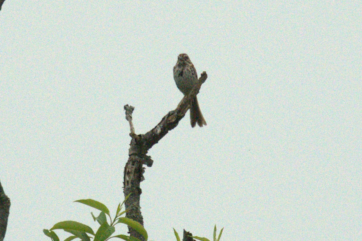 Song Sparrow - ML640233168