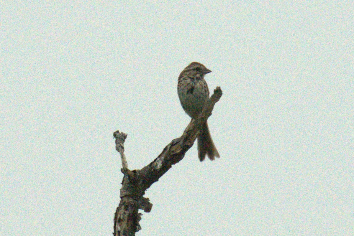 Song Sparrow - ML640233169