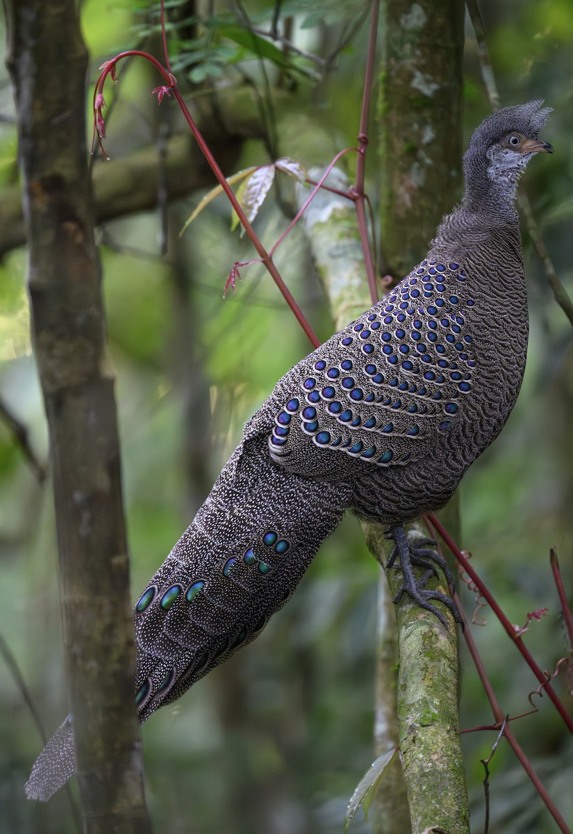 Gray Peacock-Pheasant - ML640233171