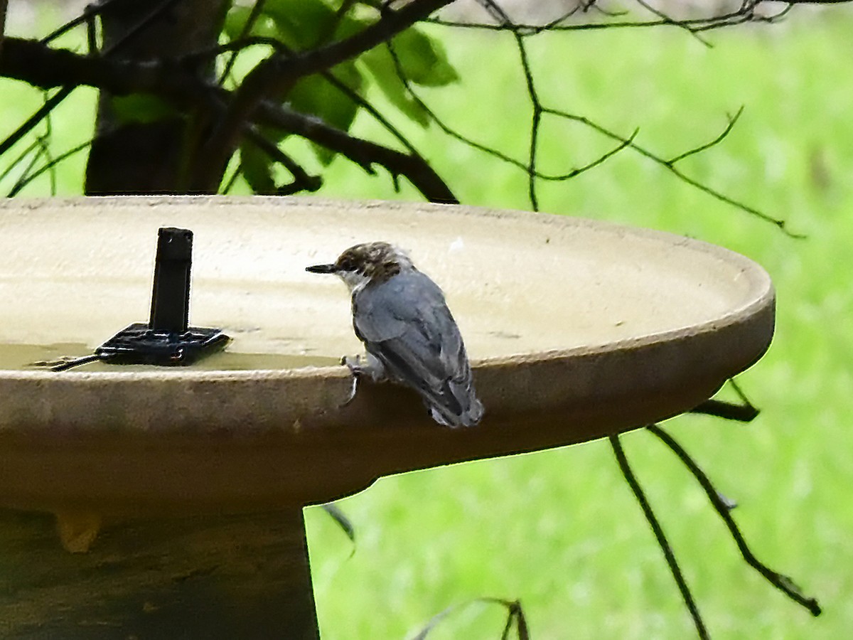 Brown-headed Nuthatch - ML640233192