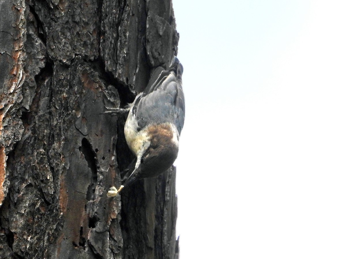 Brown-headed Nuthatch - ML640233290