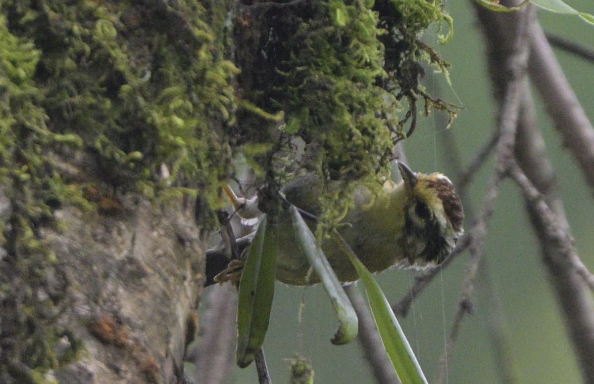 Pseudominla à tête marron - ML640233301