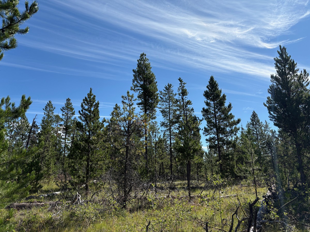 null - ML640233371