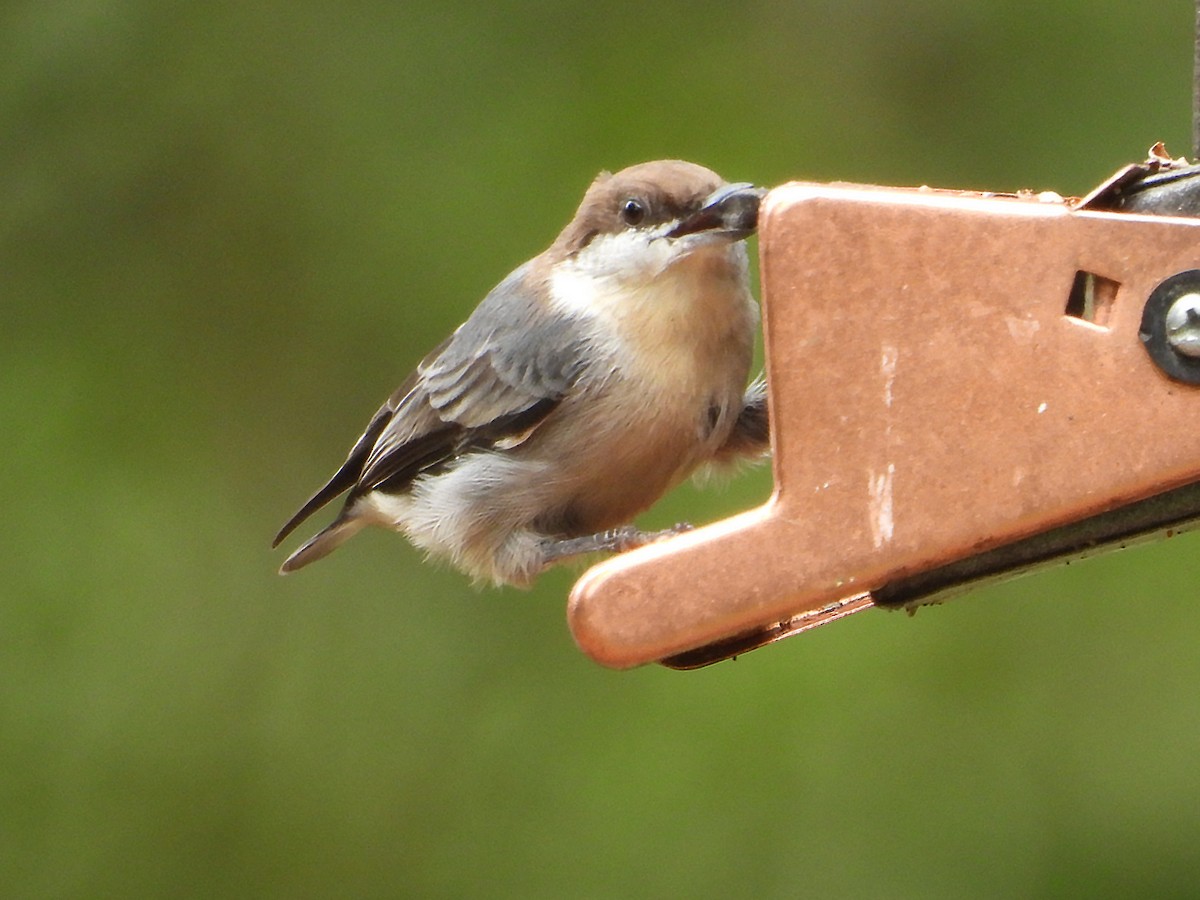 Brown-headed Nuthatch - ML640233385