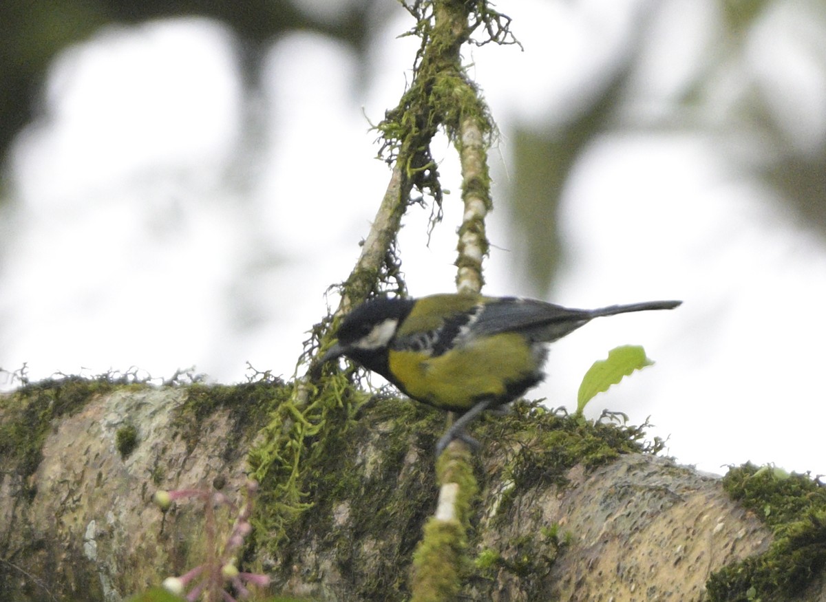 Bergkohlmeise - ML640233440