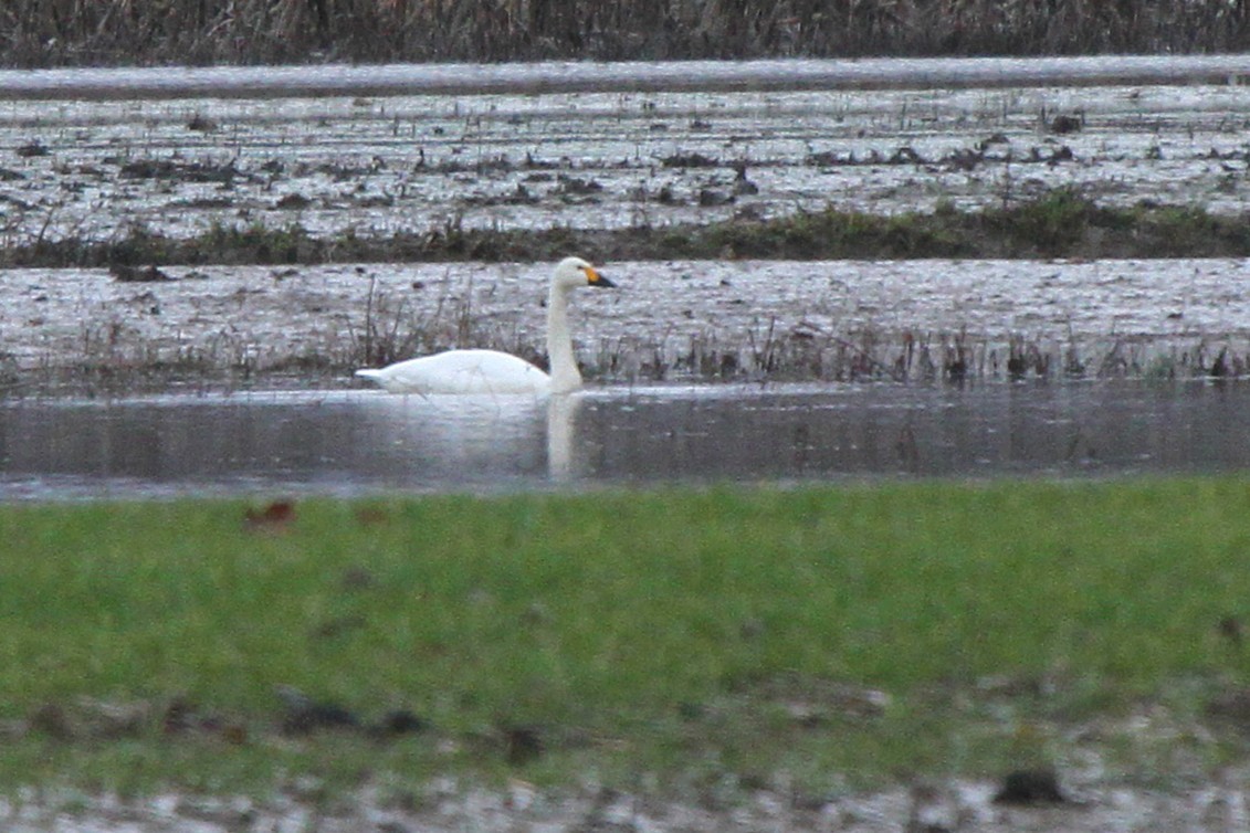 小天鵝(bewickii) - ML640233469