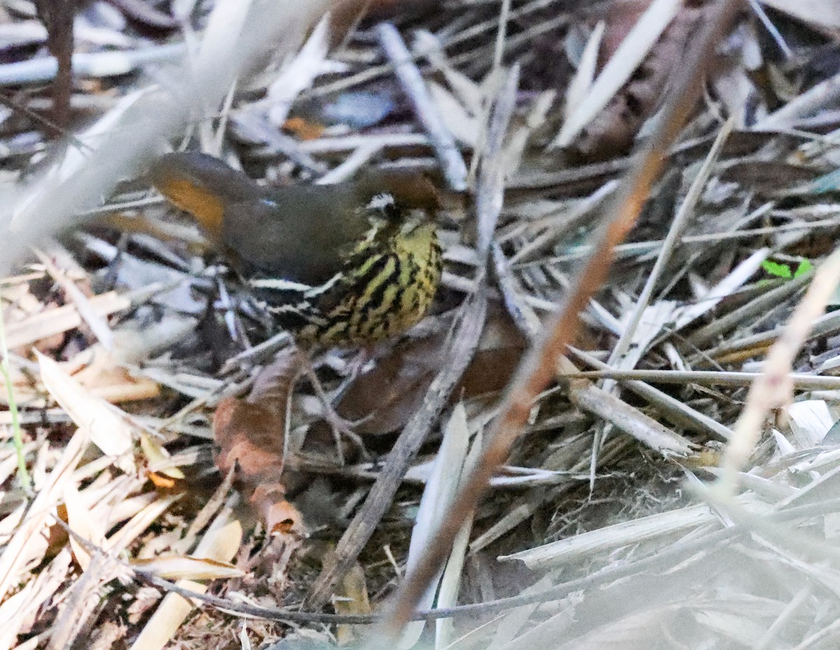 Such's Antthrush - ML640233486