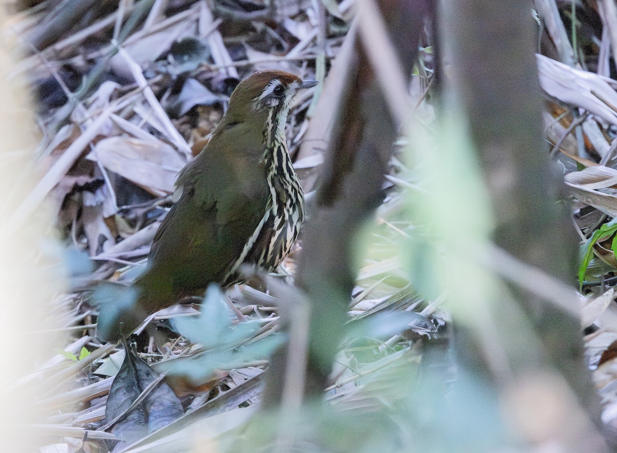 Such's Antthrush - ML640233487